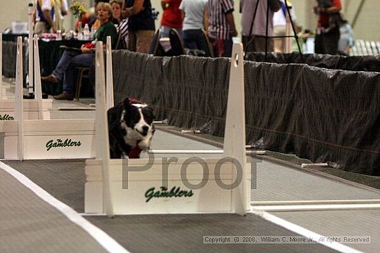 Dawg Derby Flyball Tournement<br />July 12<br />Classic Center<br />Athens, Ga