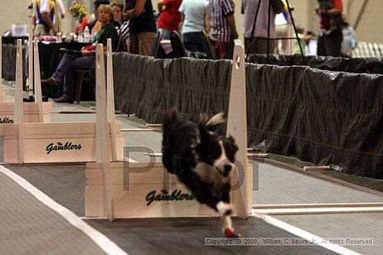 Dawg Derby Flyball Tournement<br />July 12<br />Classic Center<br />Athens, Ga