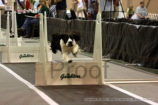 Dawg Derby Flyball Tournement<br />July 12<br />Classic Center<br />Athens, Ga