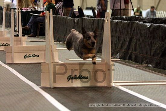 Dawg Derby Flyball Tournement<br />July 12<br />Classic Center<br />Athens, Ga