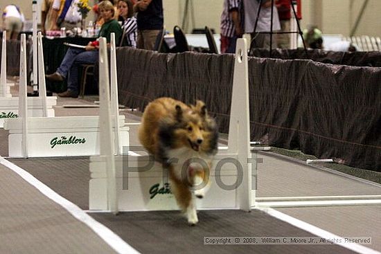 Dawg Derby Flyball Tournement<br />July 12<br />Classic Center<br />Athens, Ga
