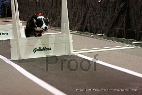Dawg Derby Flyball Tournement<br />July 12<br />Classic Center<br />Athens, Ga