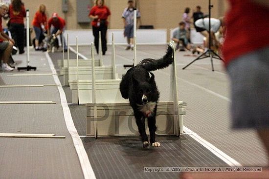 Dawg Derby Flyball Tournement<br />July 12<br />Classic Center<br />Athens, Ga