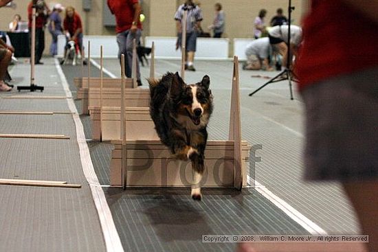 Dawg Derby Flyball Tournement<br />July 12<br />Classic Center<br />Athens, Ga