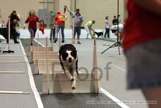 Dawg Derby Flyball Tournement<br />July 12<br />Classic Center<br />Athens, Ga