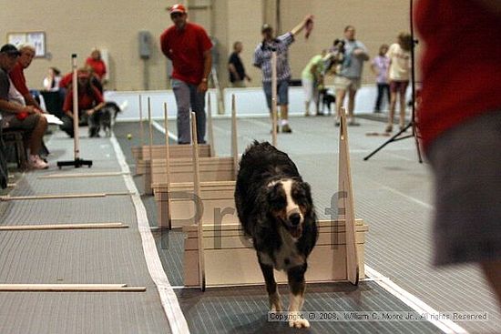 Dawg Derby Flyball Tournement<br />July 12<br />Classic Center<br />Athens, Ga