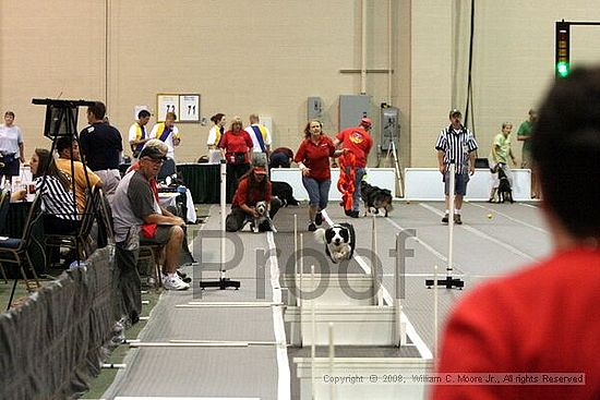 Dawg Derby Flyball Tournement<br />July 12<br />Classic Center<br />Athens, Ga