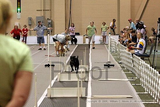 Dawg Derby Flyball Tournement<br />July 12<br />Classic Center<br />Athens, Ga