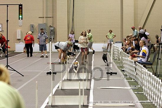 Dawg Derby Flyball Tournement<br />July 12<br />Classic Center<br />Athens, Ga