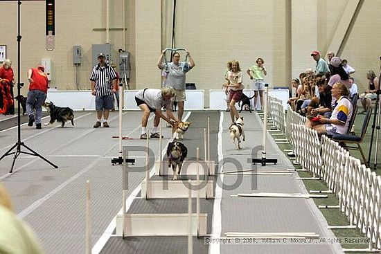 Dawg Derby Flyball Tournement<br />July 12<br />Classic Center<br />Athens, Ga