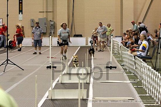 Dawg Derby Flyball Tournement<br />July 12<br />Classic Center<br />Athens, Ga