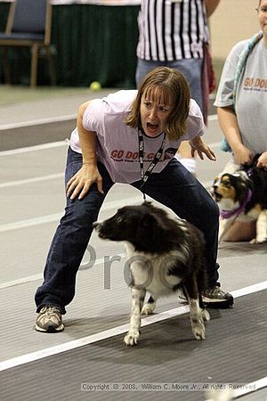 Dawg Derby Flyball Tournement<br />July 12<br />Classic Center<br />Athens, Ga