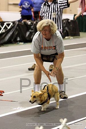 Dawg Derby Flyball Tournement<br />July 12<br />Classic Center<br />Athens, Ga
