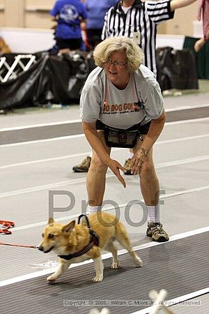 Dawg Derby Flyball Tournement<br />July 12<br />Classic Center<br />Athens, Ga