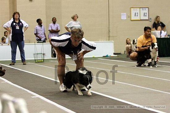 Dawg Derby Flyball Tournement<br />July 12<br />Classic Center<br />Athens, Ga