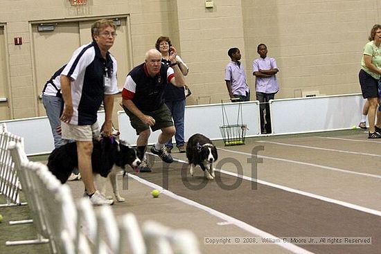 Dawg Derby Flyball Tournement<br />July 12<br />Classic Center<br />Athens, Ga