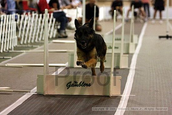 Dawg Derby Flyball Tournement<br />July 12<br />Classic Center<br />Athens, Ga