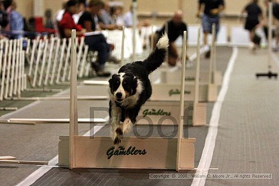 Dawg Derby Flyball Tournement<br />July 12<br />Classic Center<br />Athens, Ga