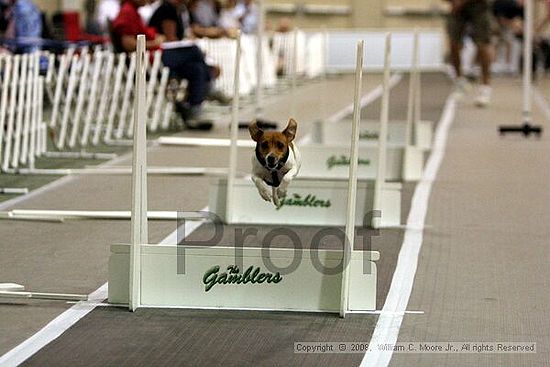 Dawg Derby Flyball Tournement<br />July 12<br />Classic Center<br />Athens, Ga