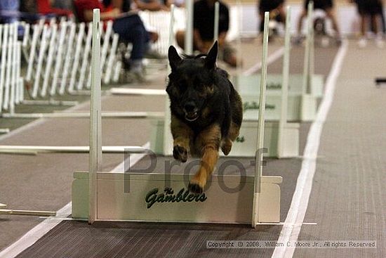 Dawg Derby Flyball Tournement<br />July 12<br />Classic Center<br />Athens, Ga