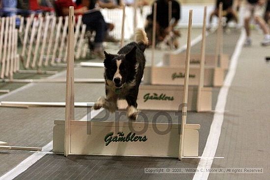 Dawg Derby Flyball Tournement<br />July 12<br />Classic Center<br />Athens, Ga
