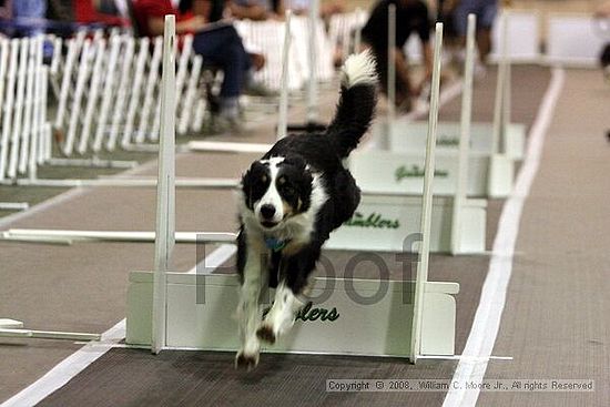 Dawg Derby Flyball Tournement<br />July 12<br />Classic Center<br />Athens, Ga