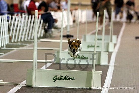 Dawg Derby Flyball Tournement<br />July 12<br />Classic Center<br />Athens, Ga