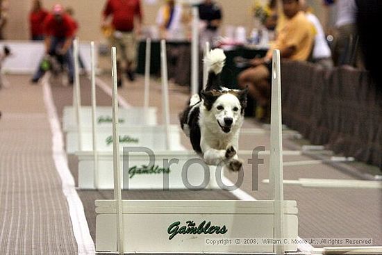Dawg Derby Flyball Tournement<br />July 12<br />Classic Center<br />Athens, Ga