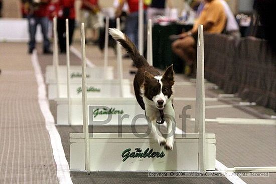 Dawg Derby Flyball Tournement<br />July 12<br />Classic Center<br />Athens, Ga