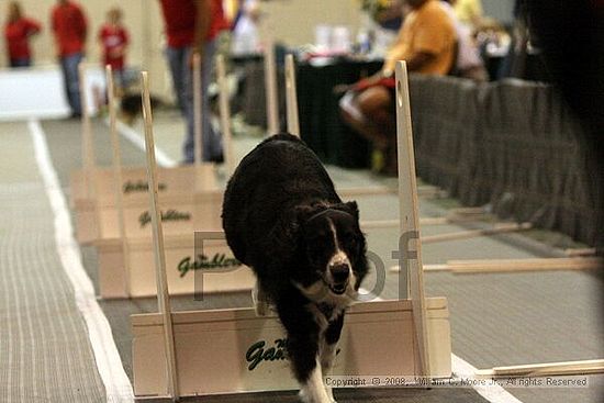 Dawg Derby Flyball Tournement<br />July 12<br />Classic Center<br />Athens, Ga