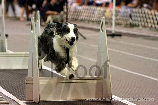 Dawg Derby Flyball Tournement<br />July 12<br />Classic Center<br />Athens, Ga