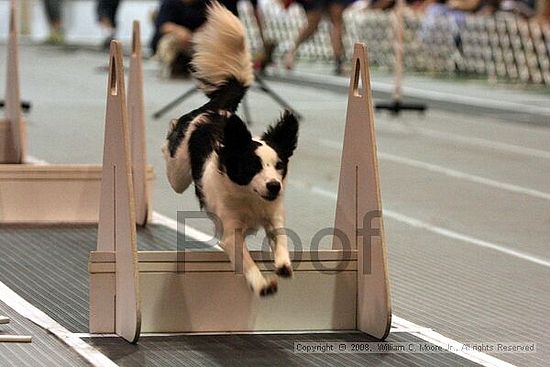 Dawg Derby Flyball Tournement<br />July 12<br />Classic Center<br />Athens, Ga