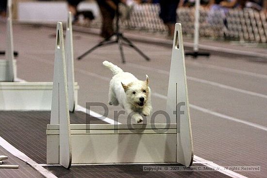 Dawg Derby Flyball Tournement<br />July 12<br />Classic Center<br />Athens, Ga