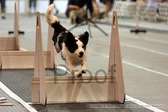 Dawg Derby Flyball Tournement<br />July 12<br />Classic Center<br />Athens, Ga