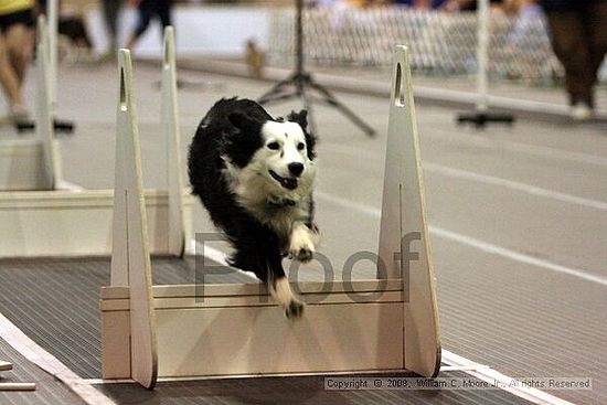 Dawg Derby Flyball Tournement<br />July 12<br />Classic Center<br />Athens, Ga