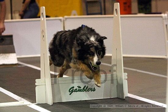 Dawg Derby Flyball Tournement<br />July 12<br />Classic Center<br />Athens, Ga