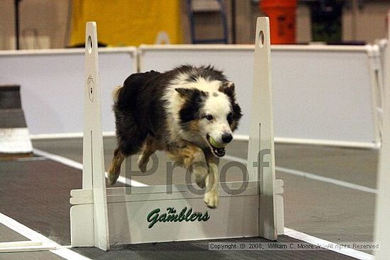 Dawg Derby Flyball Tournement<br />July 12<br />Classic Center<br />Athens, Ga