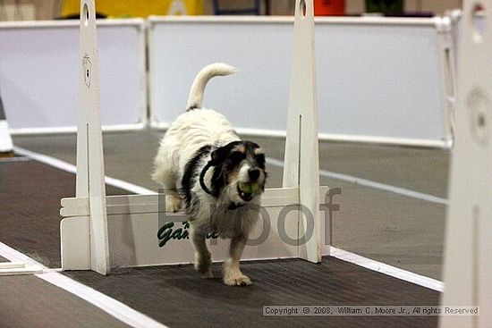 Dawg Derby Flyball Tournement<br />July 12<br />Classic Center<br />Athens, Ga