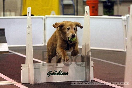 Dawg Derby Flyball Tournement<br />July 12<br />Classic Center<br />Athens, Ga