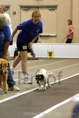 Dawg Derby Flyball Tournement<br />July 12<br />Classic Center<br />Athens, Ga