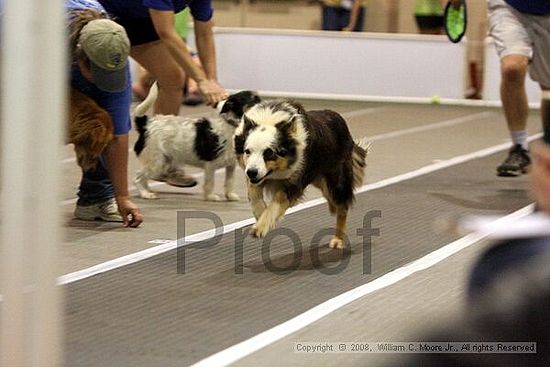 Dawg Derby Flyball Tournement<br />July 12<br />Classic Center<br />Athens, Ga