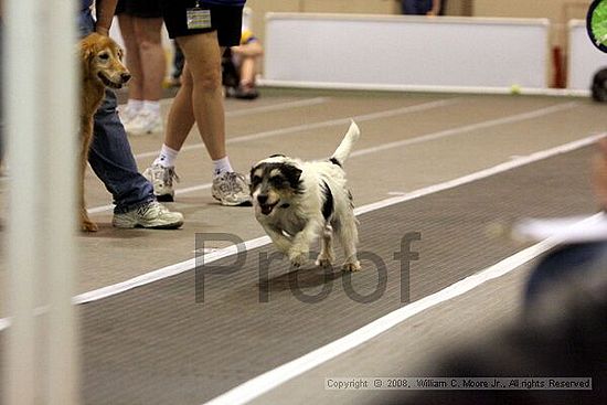 Dawg Derby Flyball Tournement<br />July 12<br />Classic Center<br />Athens, Ga