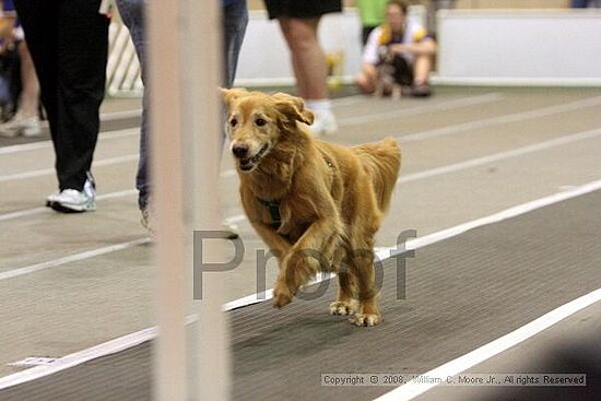 Dawg Derby Flyball Tournement<br />July 12<br />Classic Center<br />Athens, Ga