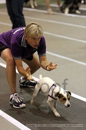 Dawg Derby Flyball Tournement<br />July 12<br />Classic Center<br />Athens, Ga