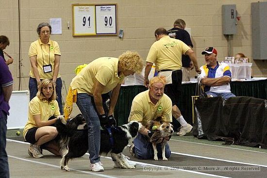 Dawg Derby Flyball Tournement<br />July 12<br />Classic Center<br />Athens, Ga