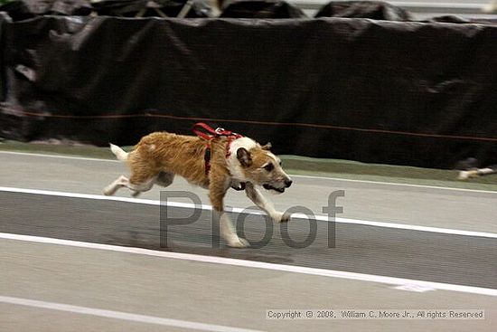 Dawg Derby Flyball Tournement<br />July 12<br />Classic Center<br />Athens, Ga