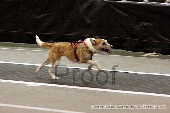 Dawg Derby Flyball Tournement<br />July 12<br />Classic Center<br />Athens, Ga