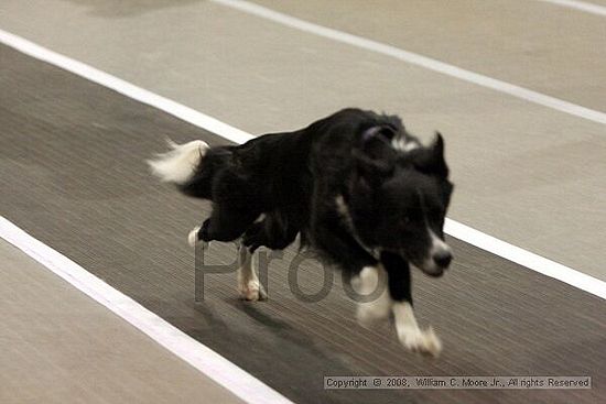 Dawg Derby Flyball Tournement<br />July 12<br />Classic Center<br />Athens, Ga