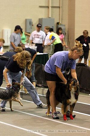 Dawg Derby Flyball Tournement<br />July 12<br />Classic Center<br />Athens, Ga