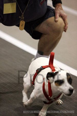 Dawg Derby Flyball Tournement<br />July 12<br />Classic Center<br />Athens, Ga